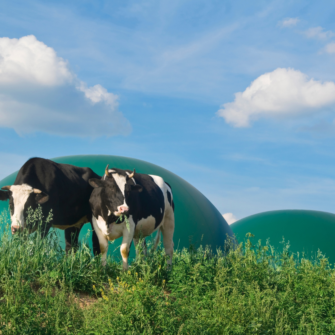 Biogas Sensors