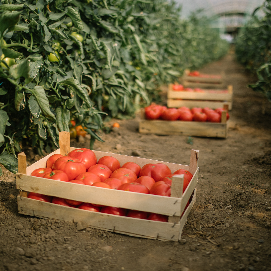 Food & Beverage Sector Gas Sensors